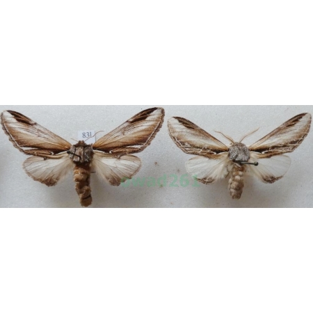 Pheosia gnoma (Fabricius, 1776) pair Garbatka brzozówka Czech83l